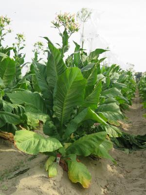 PLANT